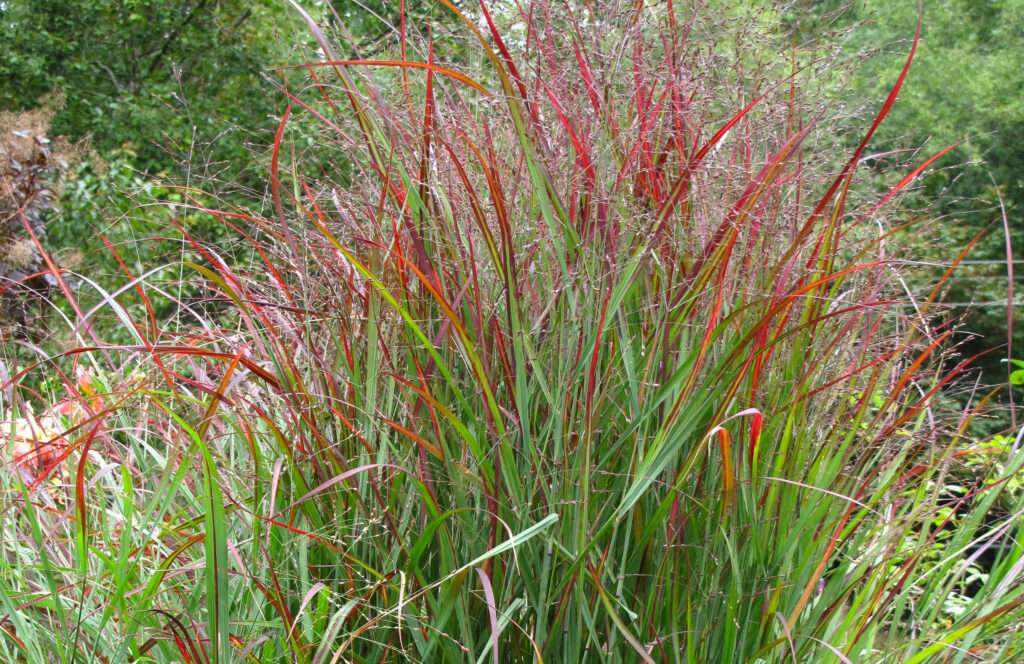 Red Ornamental Grass