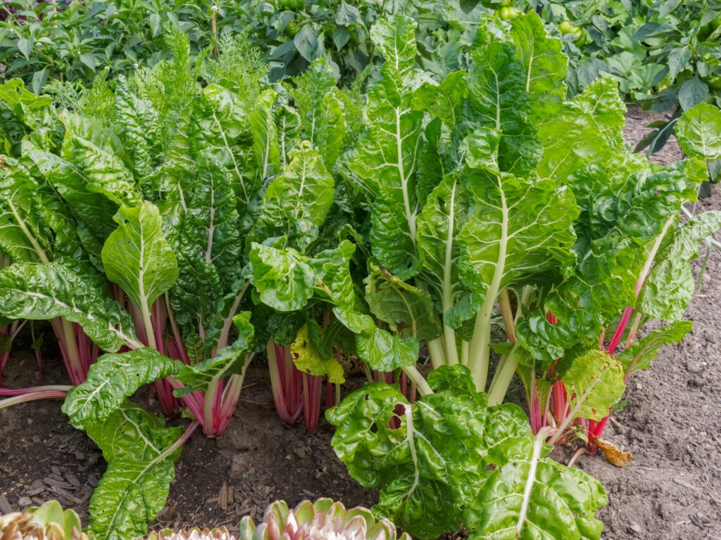 easy vegetables to grow with kids