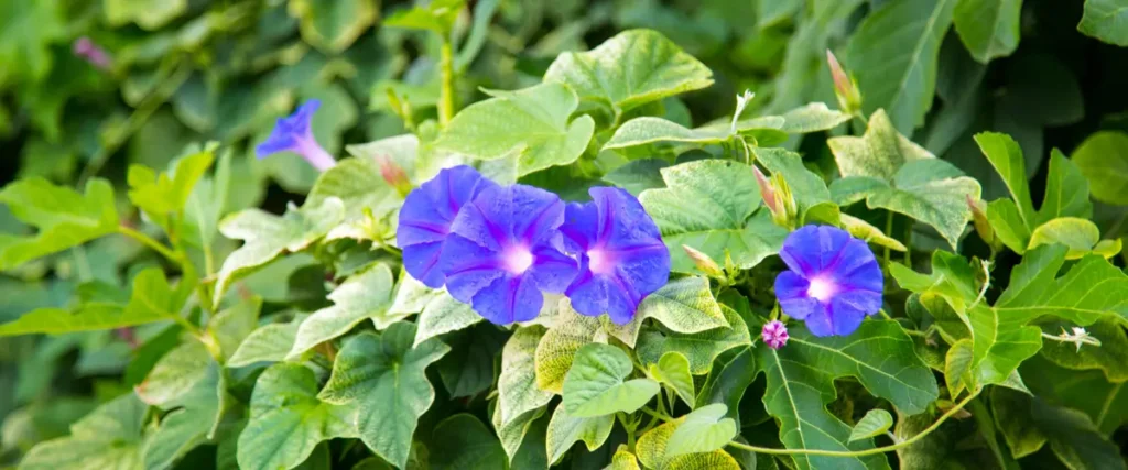 weed with purple flowers