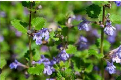 weed with purple flowers