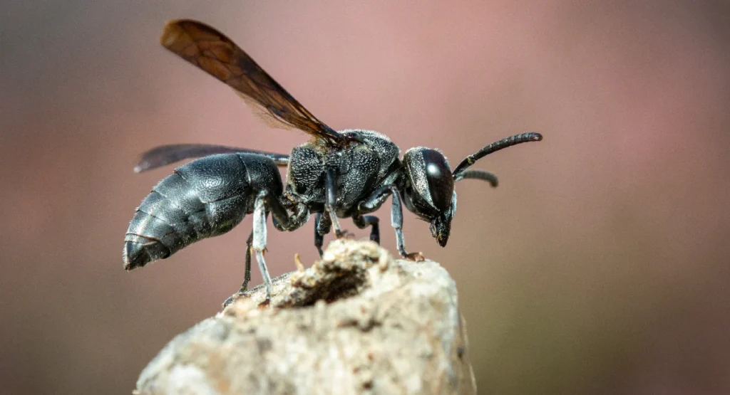 Plants That Repel Wasps