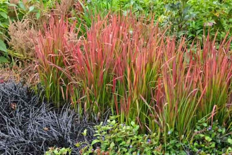 Red Ornamental Grass