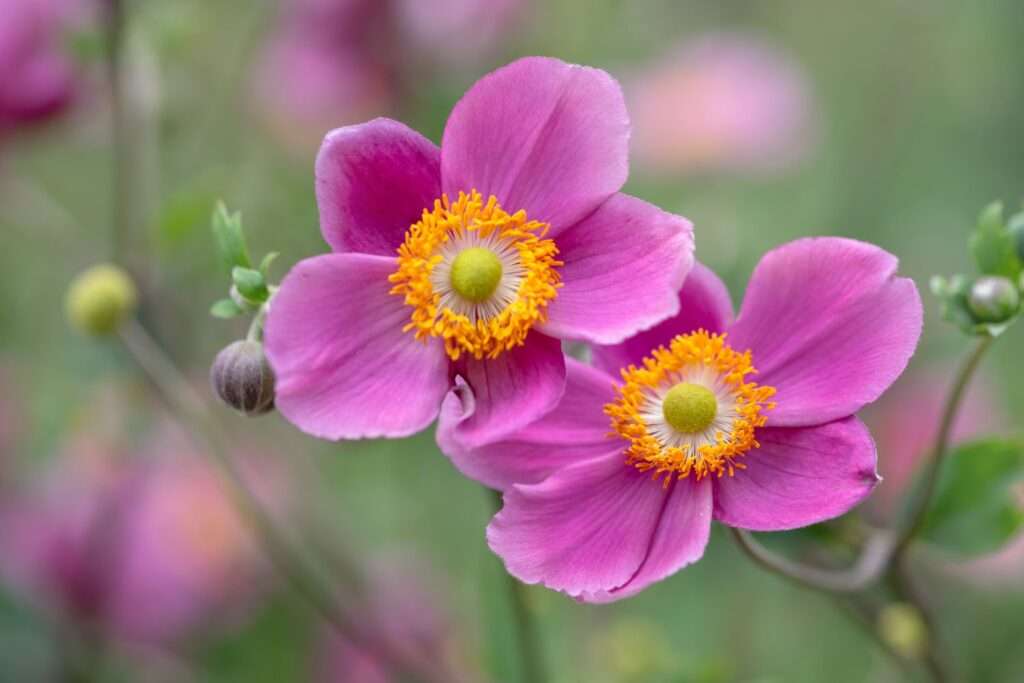 Perennial Flowers That Bloom All Summer