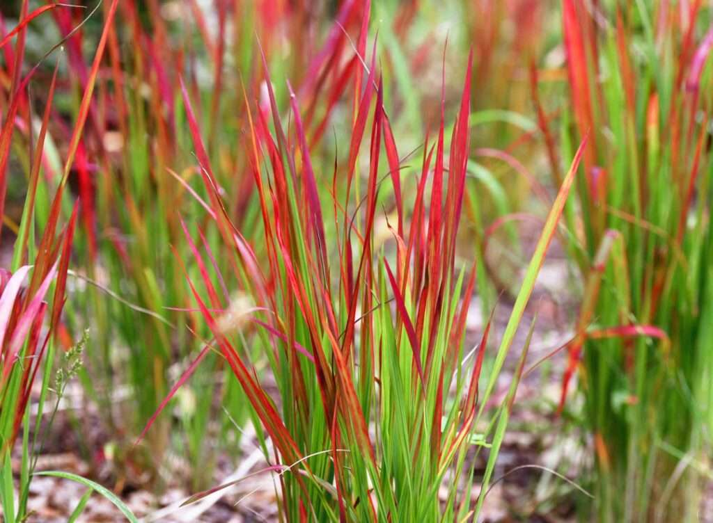 plants along fence