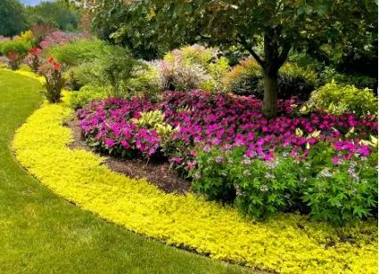 Weeds with Purple Flowers