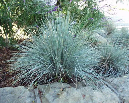 ornamental grasses