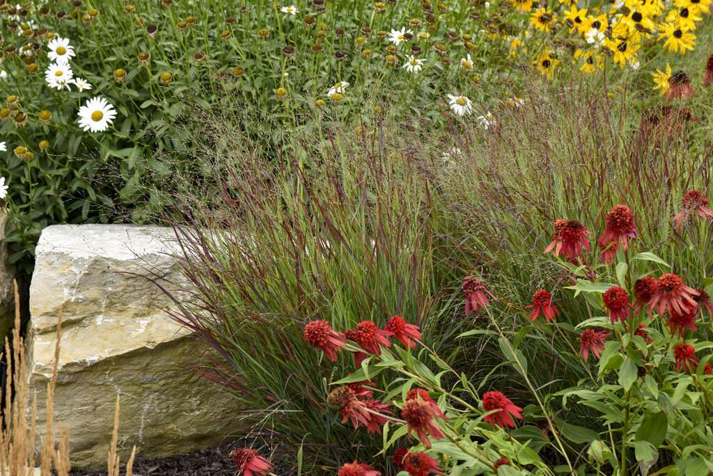 Red Ornamental Grass