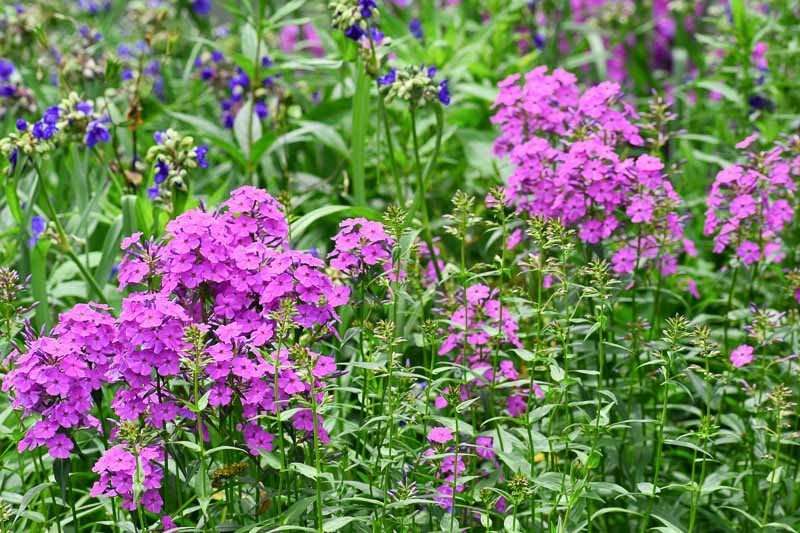 Perennial Flowers That Bloom All Summer