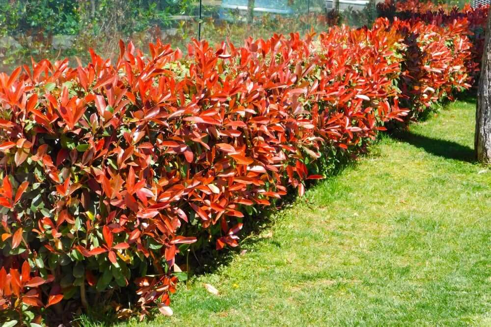 plants along fence line full sun