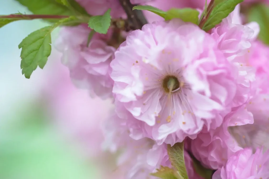 flowering bush with pink flowers