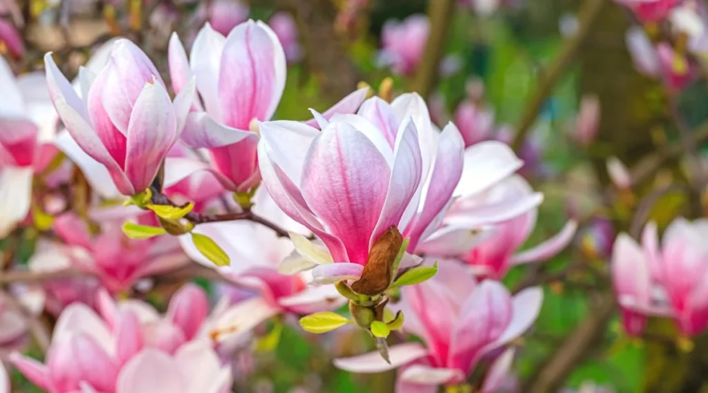 shrubs with pink flowers