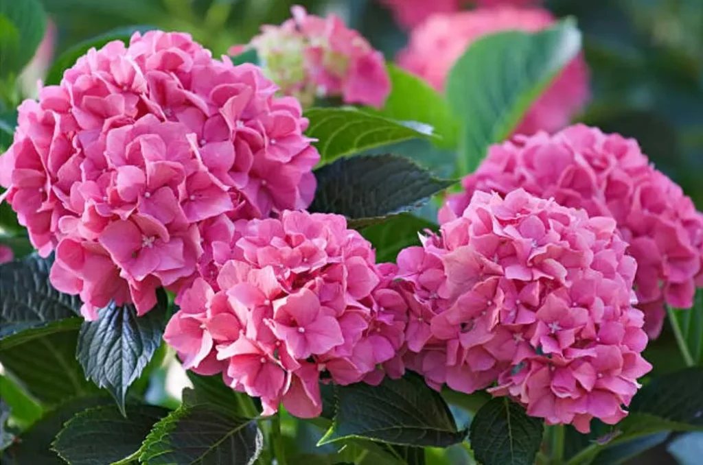 Pink Flowering Shrubs