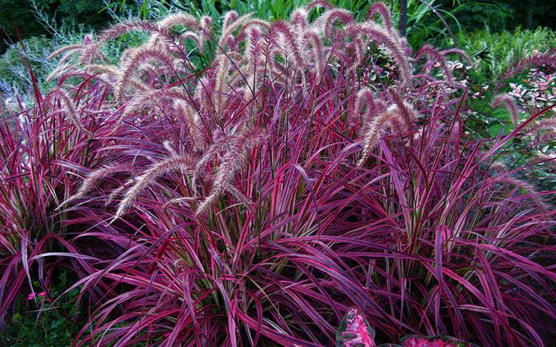 Red Ornamental Grass