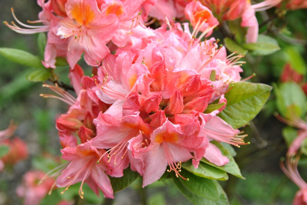 pink flowering shrubs