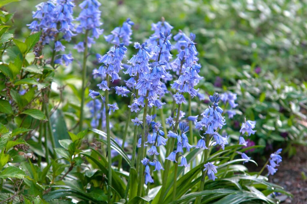 Weeds with Purple Flowers