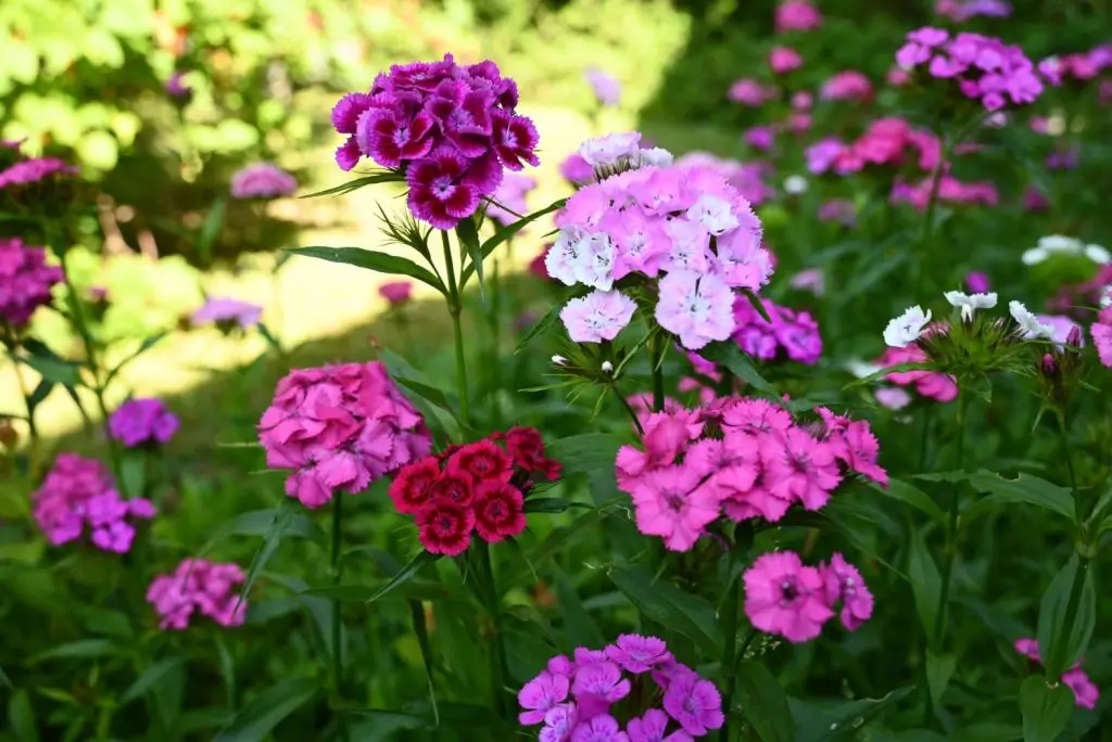 purple flowers weeds
