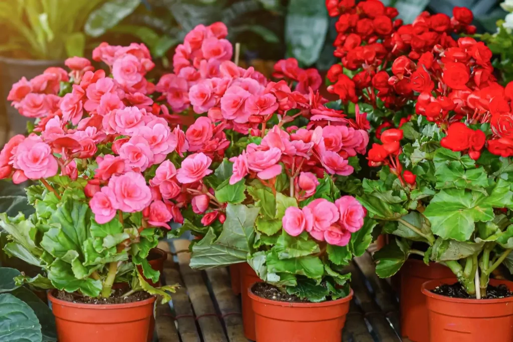 plants for front of house in pots