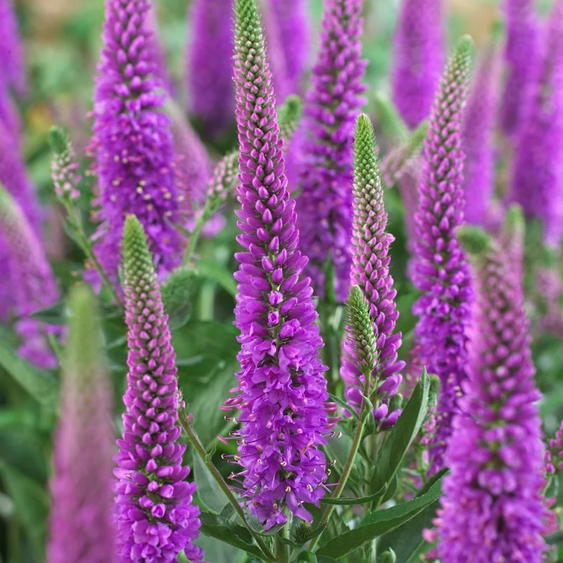 weeds with purple flowers