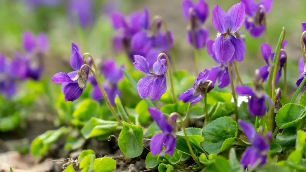 Weeds with Purple Flowers