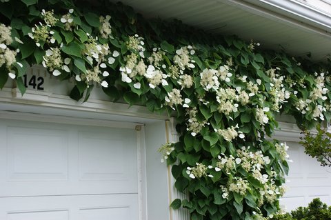 shade climbing plants trellis