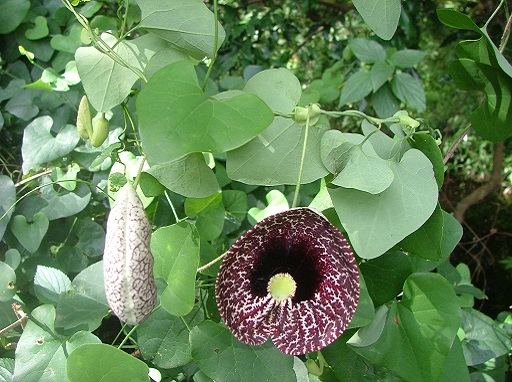 shade climbing plants trellis