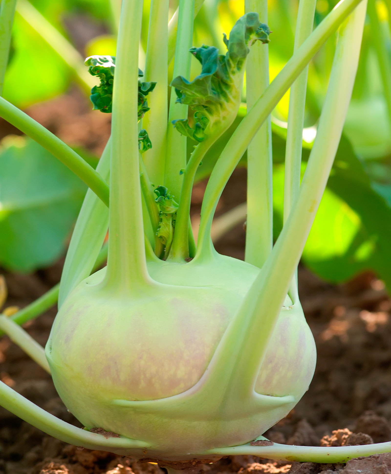 what is Kohlrabi