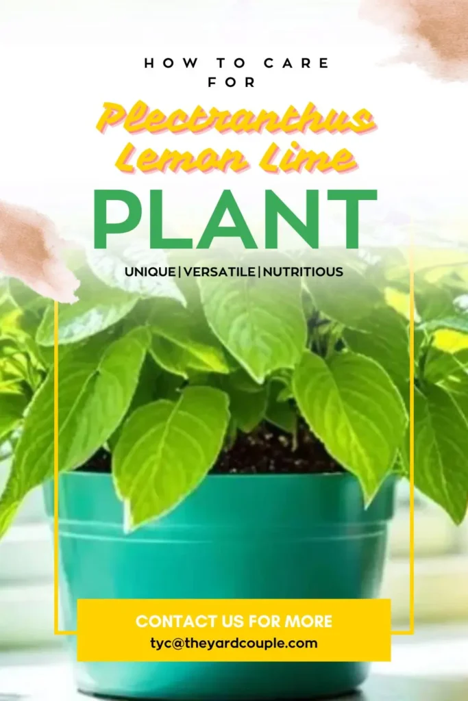 How to Care for Plectranthus Lemon Lime Plant