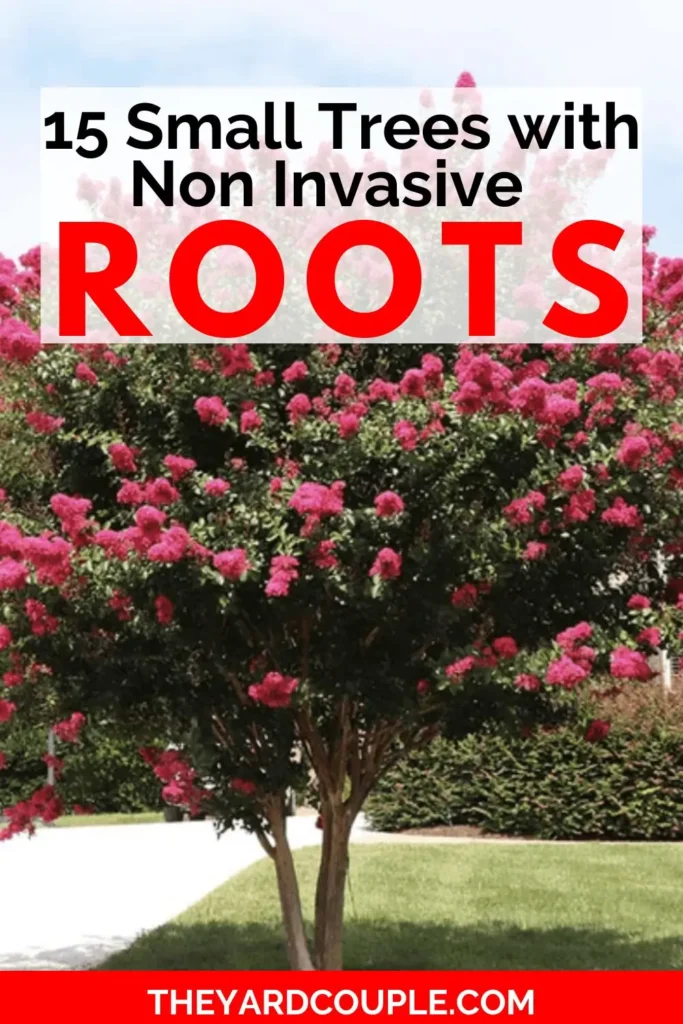 Small Trees with Non Invasive Roots