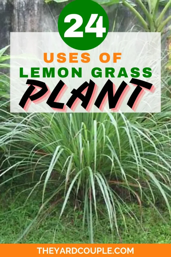 LEMON GRASS PLANT