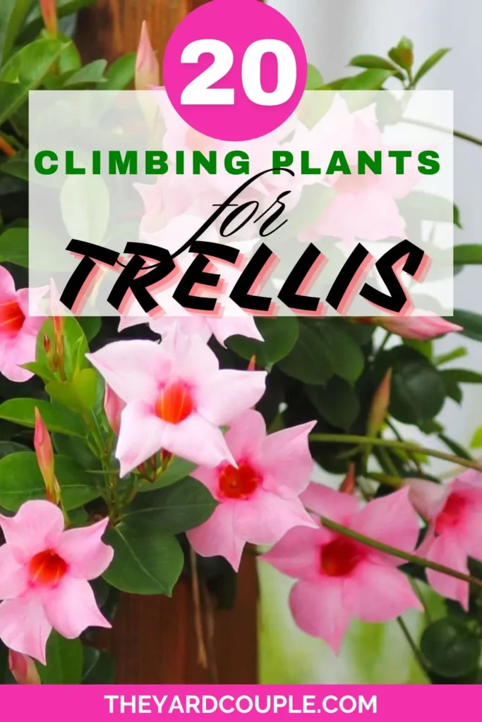 Climbing Plants for Trellis