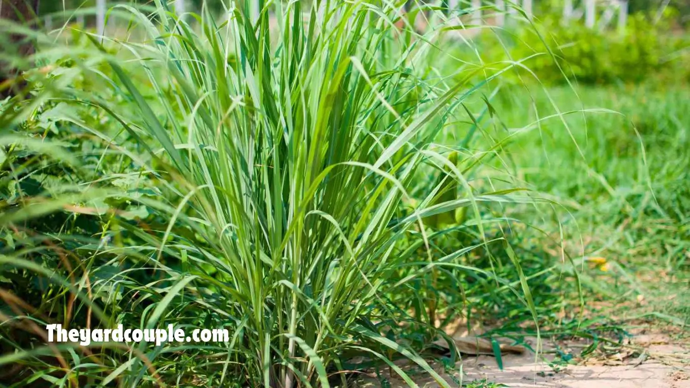 LEMON GRASS PLANT IDEAS