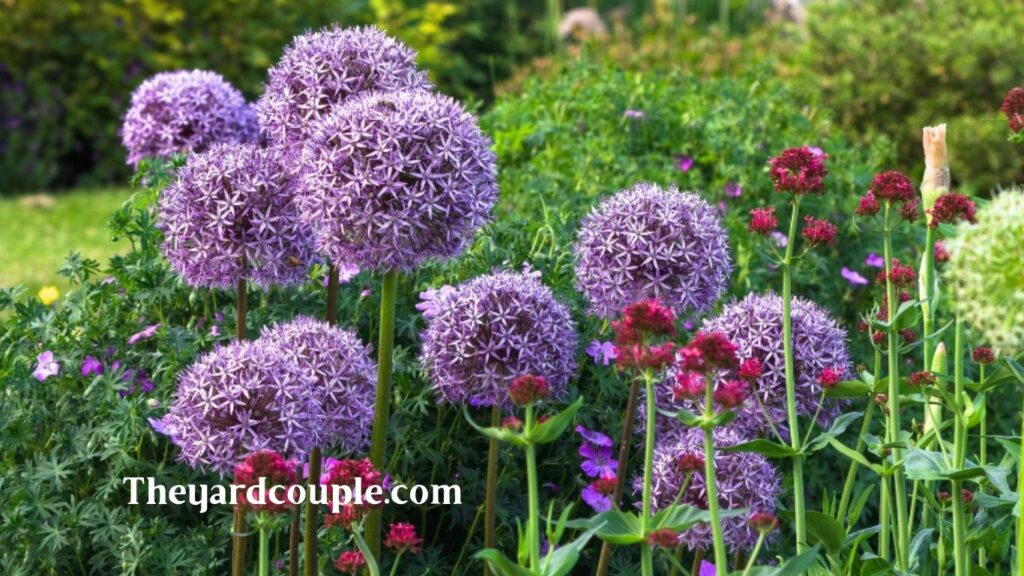 low maintenance cottage garden