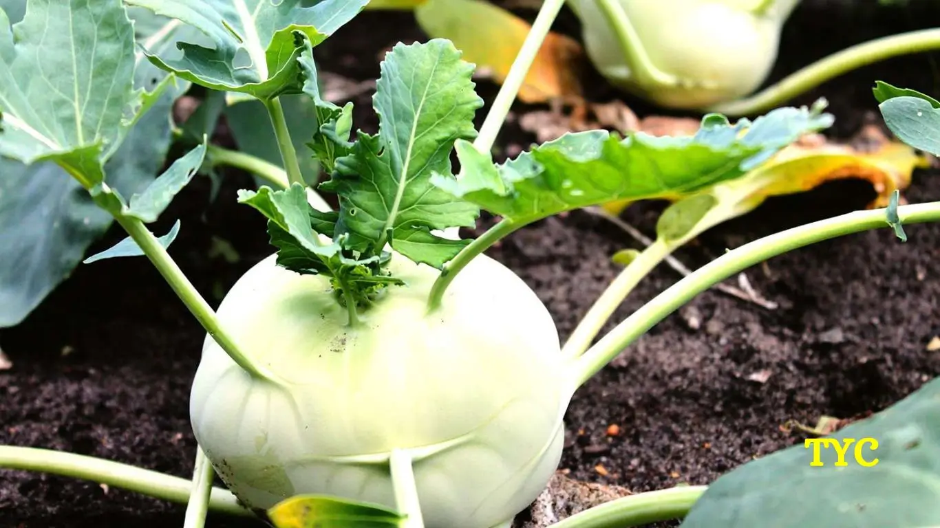 what is Kohlrabi