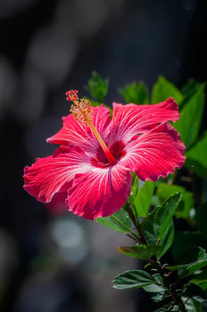 Tropical plants 