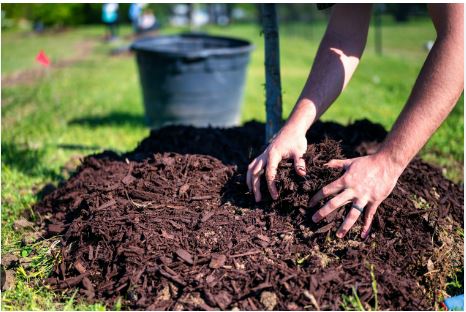 How to Stop Weeds from Growing Through Mulch