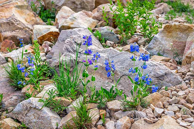 rock garden ideas for front yard