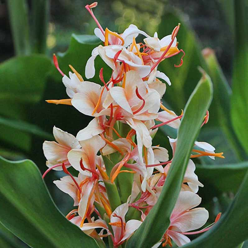 tropical plants outdoor full sun 