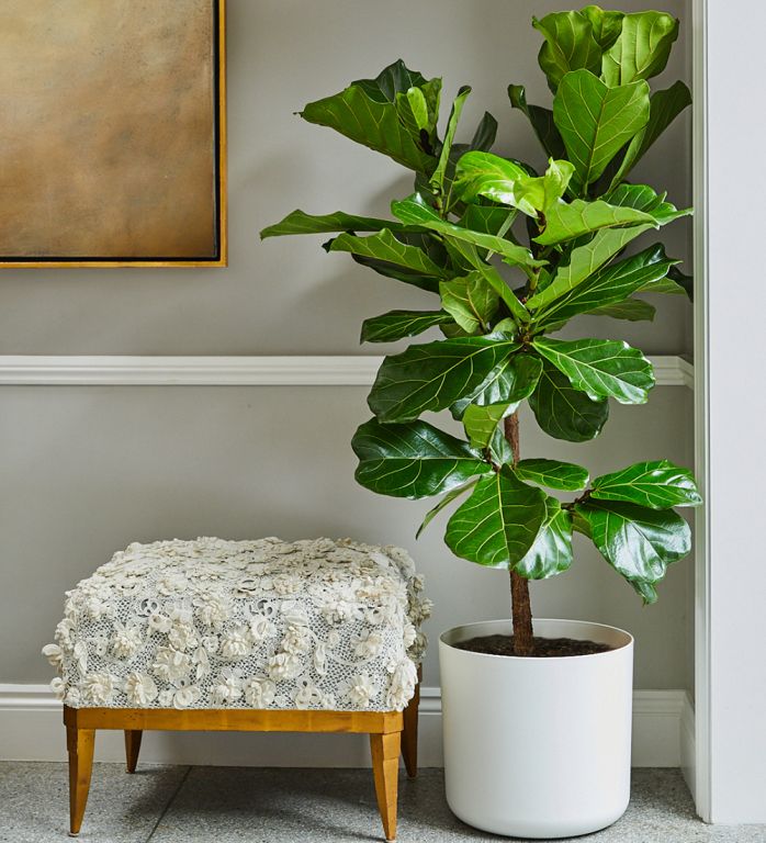 tropical house plants