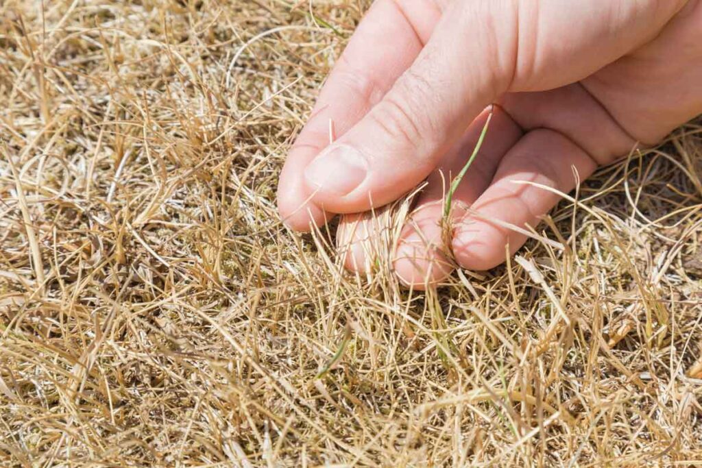 Will Watering Dead Grass Bring It Back