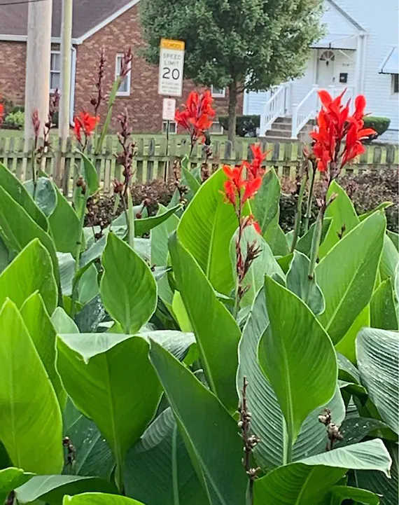 tropical plants outdoor full sun