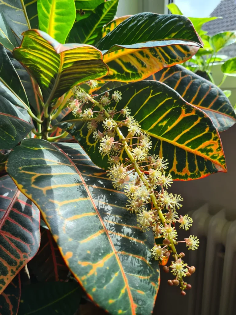 tropical house plant