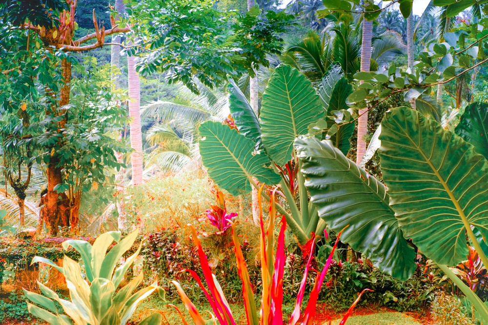 tropical garden ideas Australia 