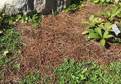 how to stop weeds from growing through mulch